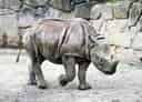 ヒガシクロサイの写真 6
